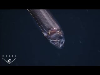 Eerie critters from the deep sea big teeth