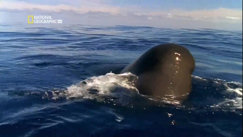 Великие миграции 1 серия из 7 "рожденные для путешествий" / great migrations (2010)