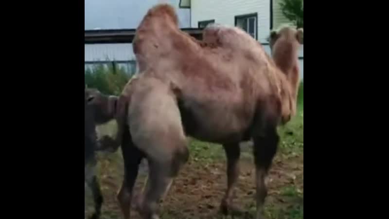 Ишак он и в африке ишак