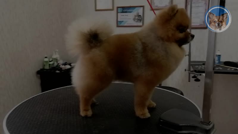 Груминг шпица