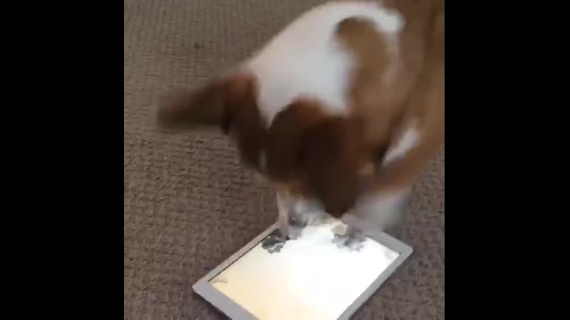 Неожиданная развязка d