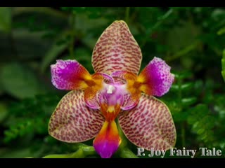 Phal joy fairy tale