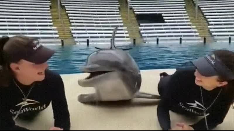 Дружелюбный дельфин