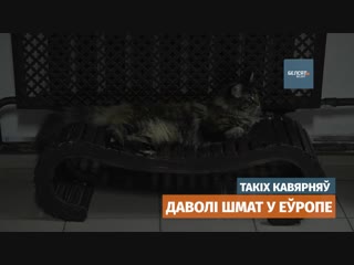 У магілёве з'явілася першая котакавярня