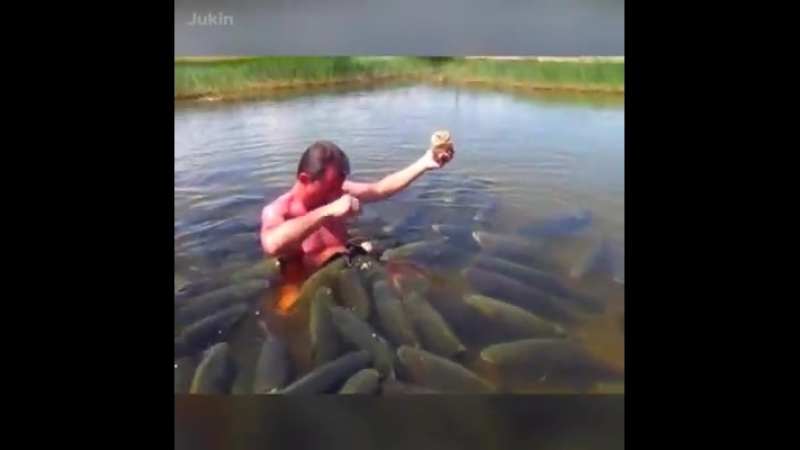 Ручные зверюшки