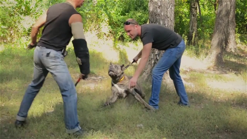 Cane corso day part 2 first defense