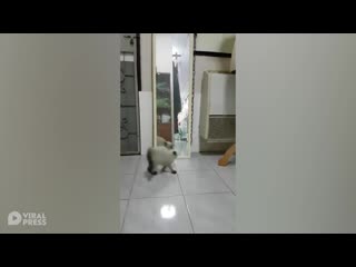 Cats scared of his own reflection