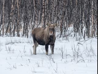 Маньяк молодые беременную лосиху и выбросил эмбрион с лосенком