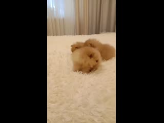 Video 20200219 130608 mp4