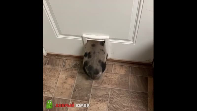 Вини, вини подожди! я с тобой