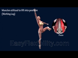 Sls front attitude devant ballet dance muscle animation easyflexibility