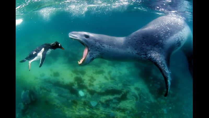 Пингвин и морской леопард ( тюлень ) противостояние