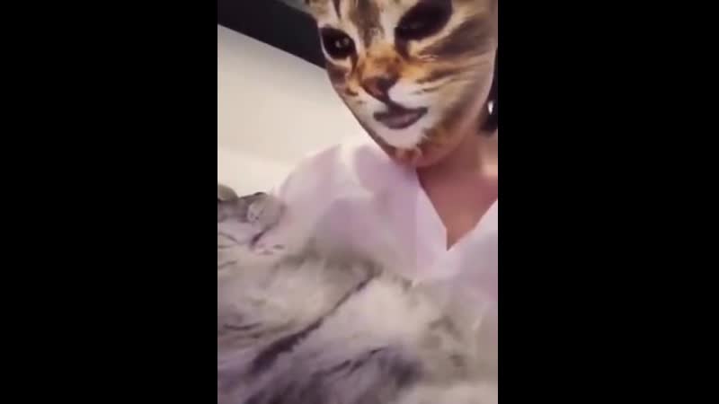Реакция котов на кошачьи фильтры в соцсетях