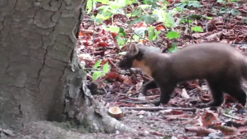 Куница в измайловском парке