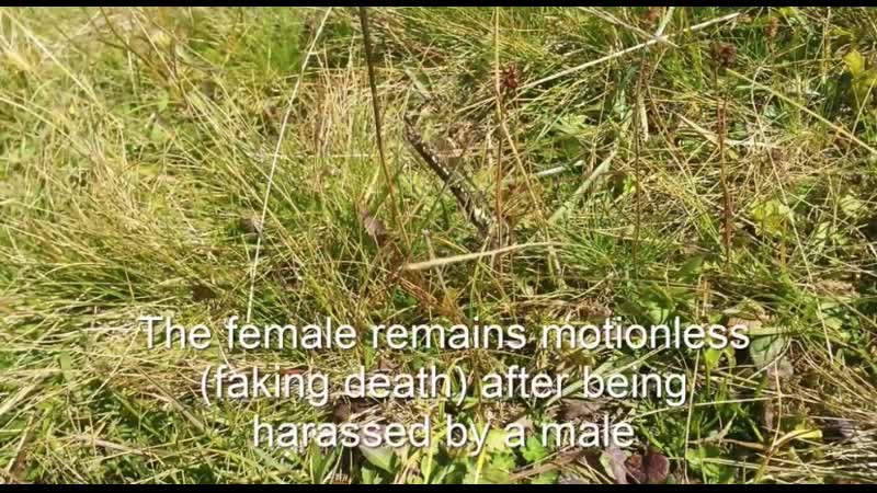 This female dragonfly fakes her own porn to avoid sex