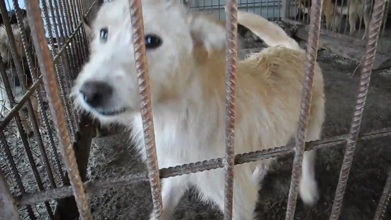 Испуганные, но довольные