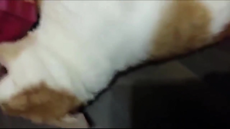 Боря отдай булку