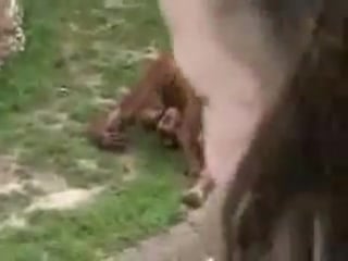 Обезьян ссыт себе в рот