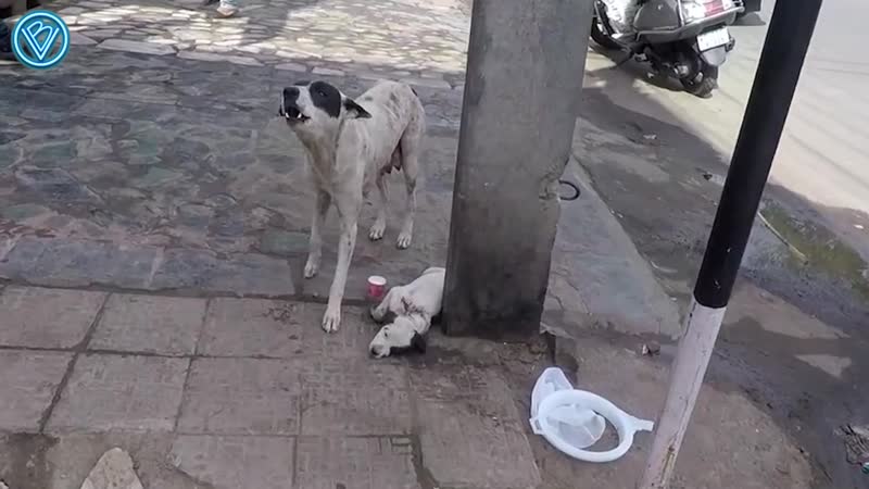 Трогательная история про мать молодые и её щенка