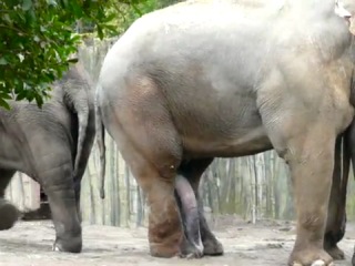 Elephant Порно Видео