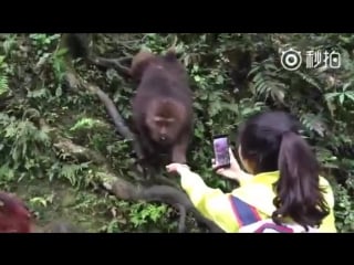 Oh monkey, it does you no good to rob a cellphone from the hands that feed you!