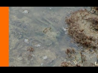 ???? octopus's camouflage blends right in with tide pool surroundings