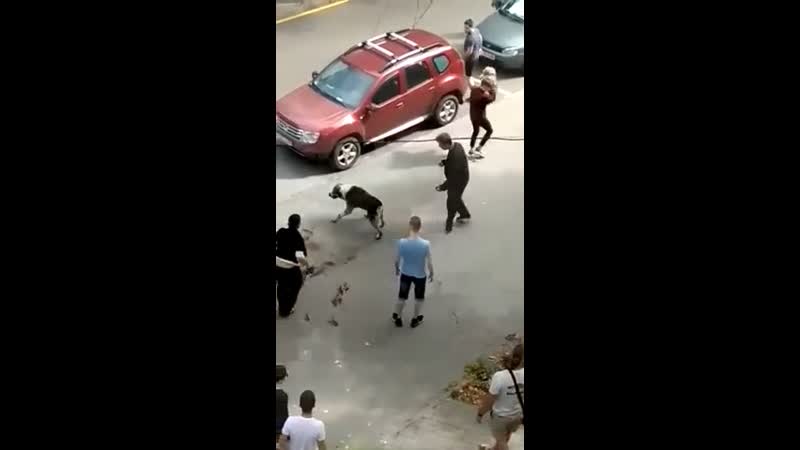 Алабай без поводка