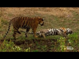 Two tiger sisters have outgrown the turf they share, and one has ambitions to make it hers alone