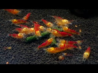 Calceo bee shrimp caridina serrata