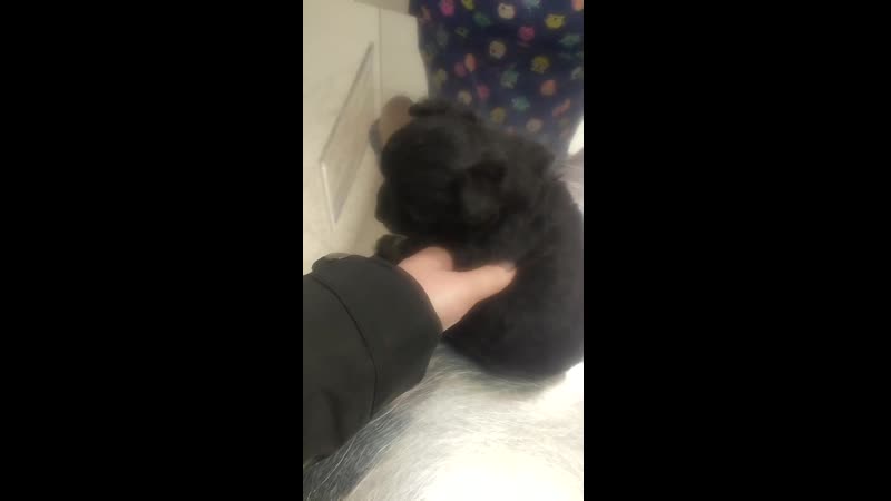 Минни и поночка на осмотре 2