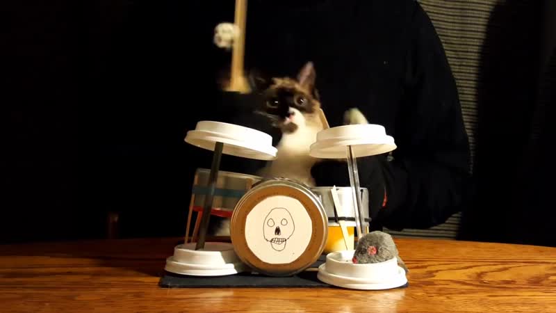 Here we have a cat drumming to iron maiden 😈