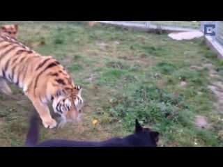 Siberian tigers and dogs are raised together at a conservation project in slovakia
