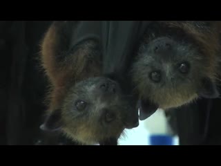 Кормление летучих мышей