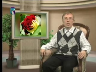 Цветы передача 1 роза