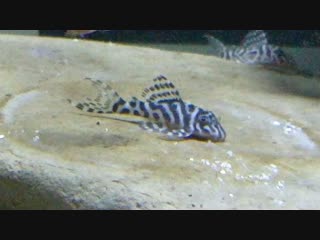 L 66 king tiger pleco