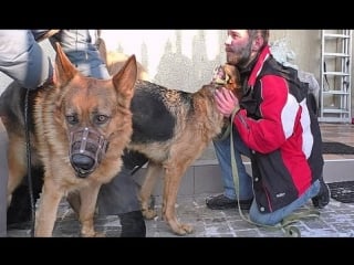 Вязка агрессивных немецких овчарок hard mating dogs одесса