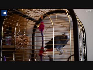 African grey parrot perfectly imitates the sound of a smoke alarm!