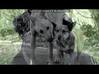 «tree of love» под музыку carlo siliotto(флюк) forever/ the squirrel picrolla