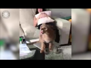 Porn doing things 🔴 funny cat and dog videos compilation (2018) animales haciendo cosas videos