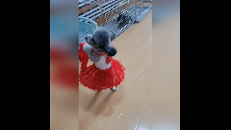 Ансамбль "березка" отдыхает 🤠🤠