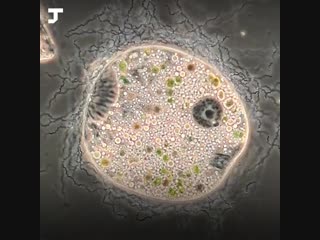 Биолог записывает на видео жизнь в микромире