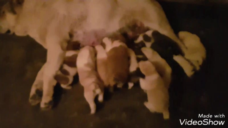 Помет ц от вивы и илюши (тимерташ вива ла дива + тимерташ илья муромец)
    на продажу 2 мальчика и 2 девочки фото смотрите на