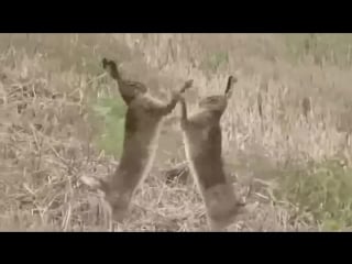 Шebm zaya ubivai nahui