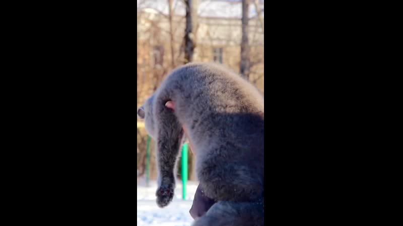 Часть 1 британский мальчик голубого окраса ( генетически тикированный)