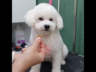 [video] 200412 vivi @ fluffy petstylist instagram update