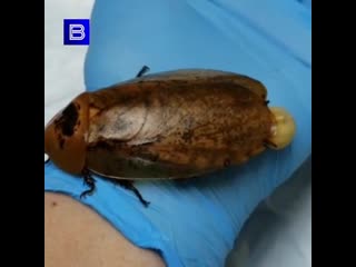 Красноярские ветеринары провели операцию на самке таракана архимандрита!