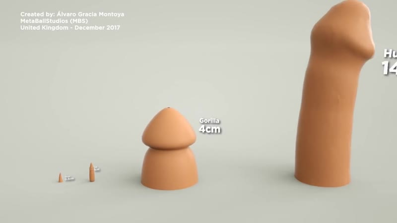 Сравнение размеров пенисов молодые