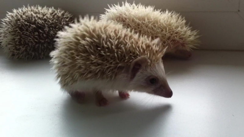 Ежонок дэви "he ho" успеть показать себя