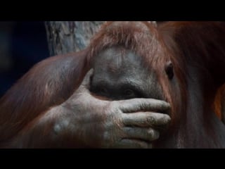 О последствиях стресса у молодые (рассказывает биолог андрей тупикин)