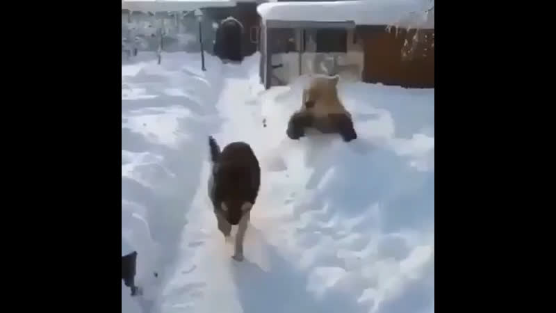 Выпал снег в москве наконец то радуются молодые!